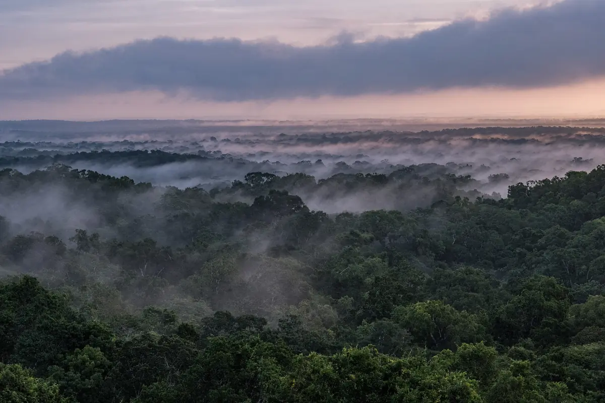 Mist over the forest canopy at dawn