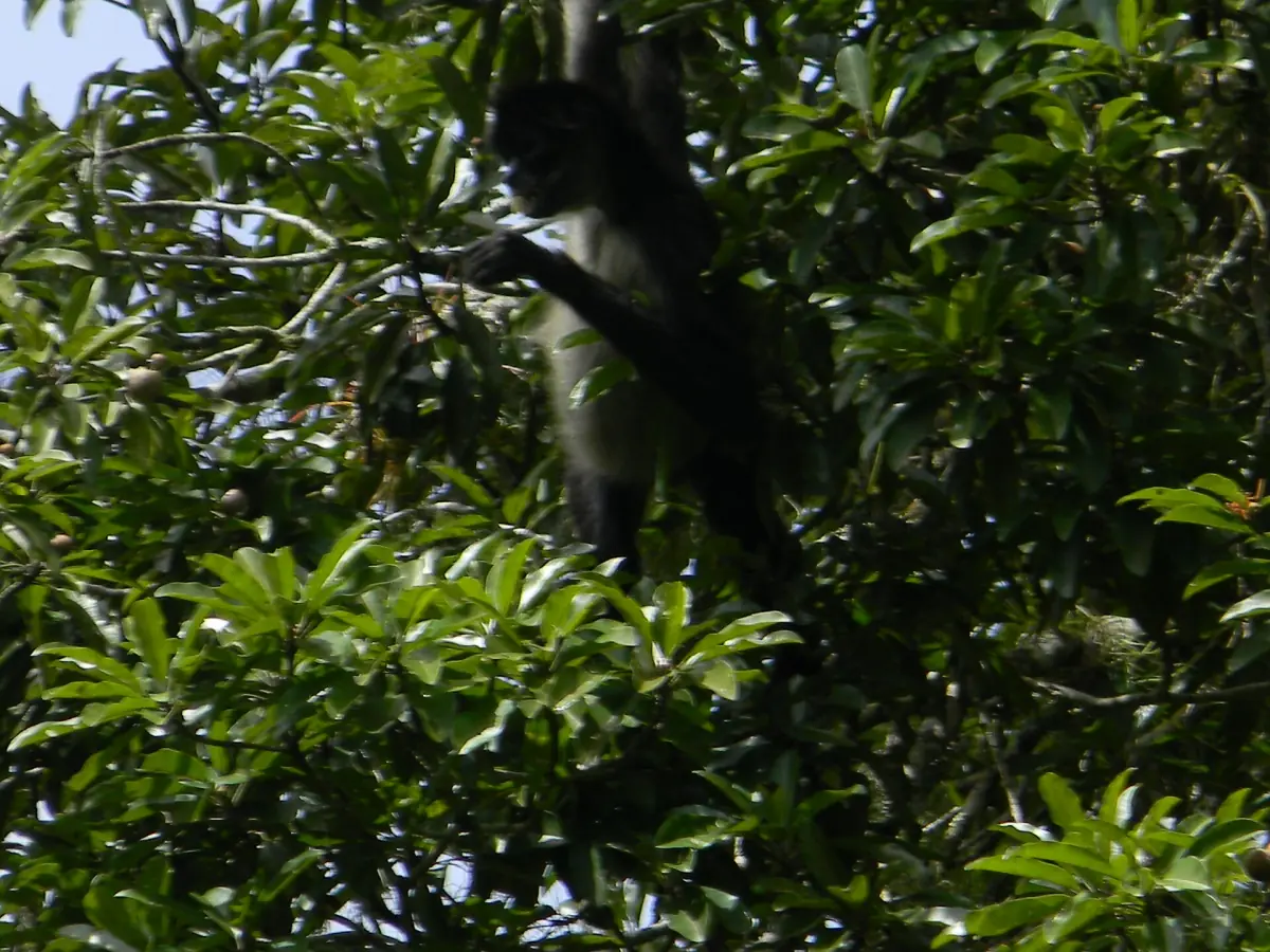 A howler monkey in the trees