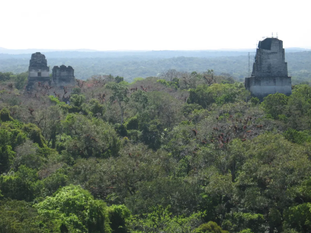 Temples above the jungle of Tikal