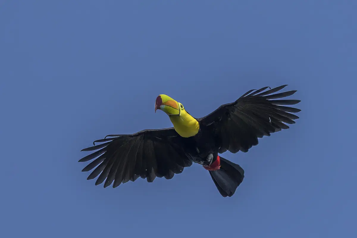 A keel-billed toucan in flight