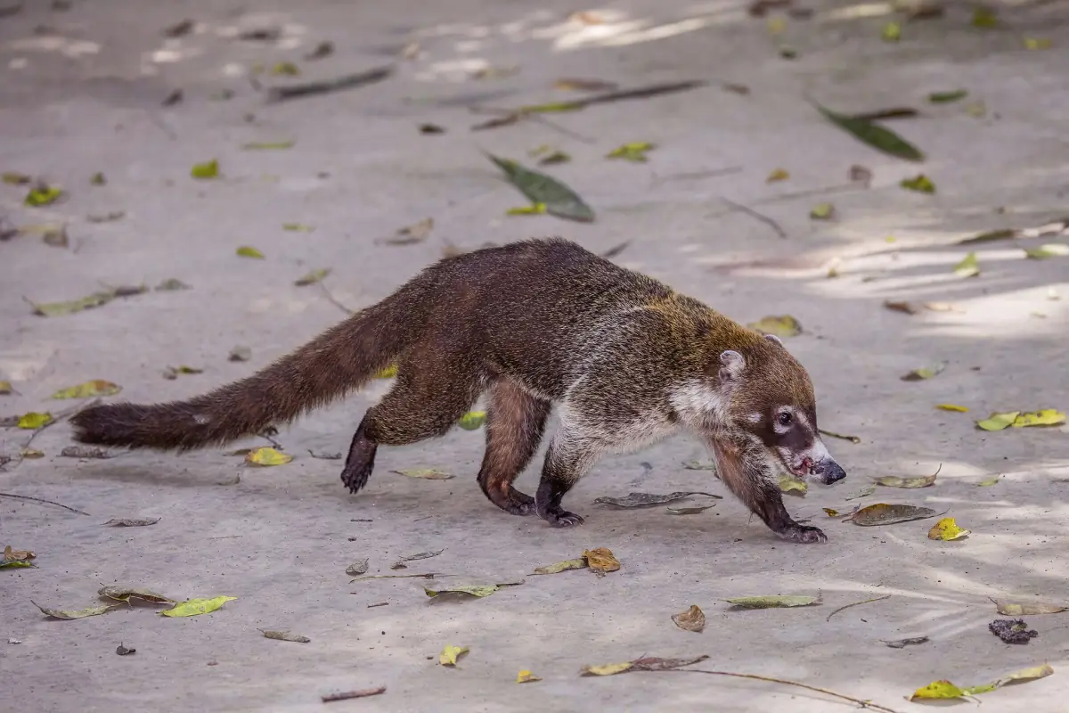 A white-nosed coati on a forest path